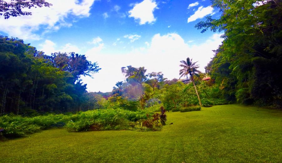 An open space at the end of Luakaha Falls Trail