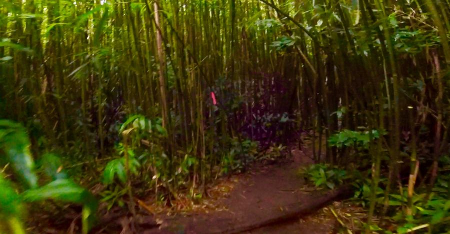 Pink ribbons on bamboo trees mark the Luakaha Falls Trail