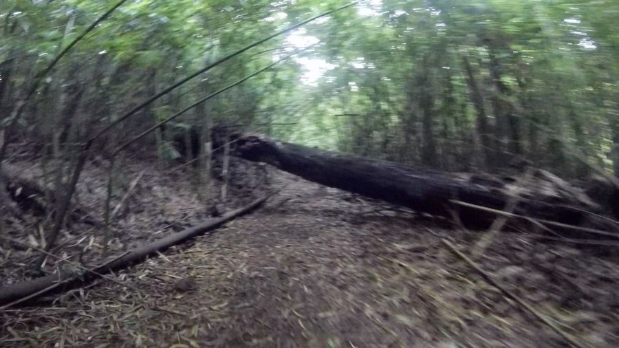 A large fallen tree on the way to Luakaha Falls