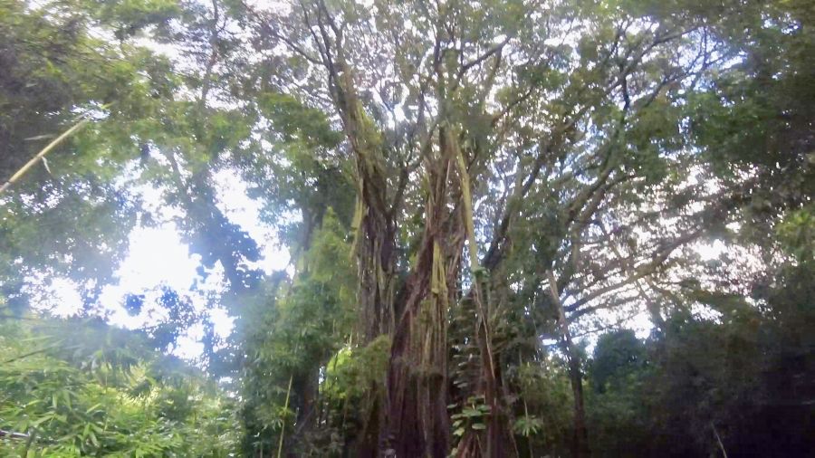 This big tree serves as s sign post: to the left of it is the top of Luakaha Waterfall, and to the right - the bottom of the waterfall