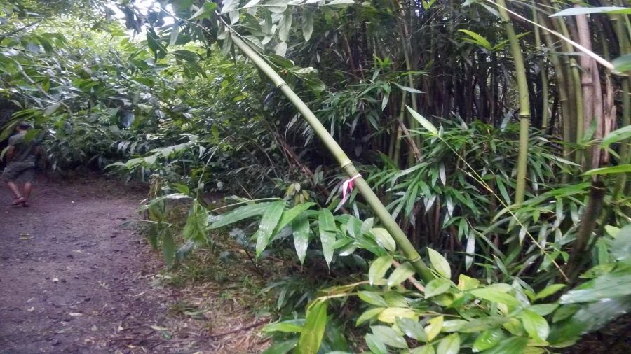 The second place marked by a pink ribbon on Luakaha Falls Trail