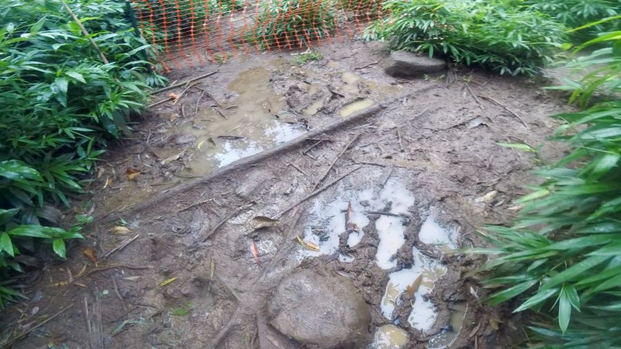 Luakaha Falls Trail can be very muddy all days of the year