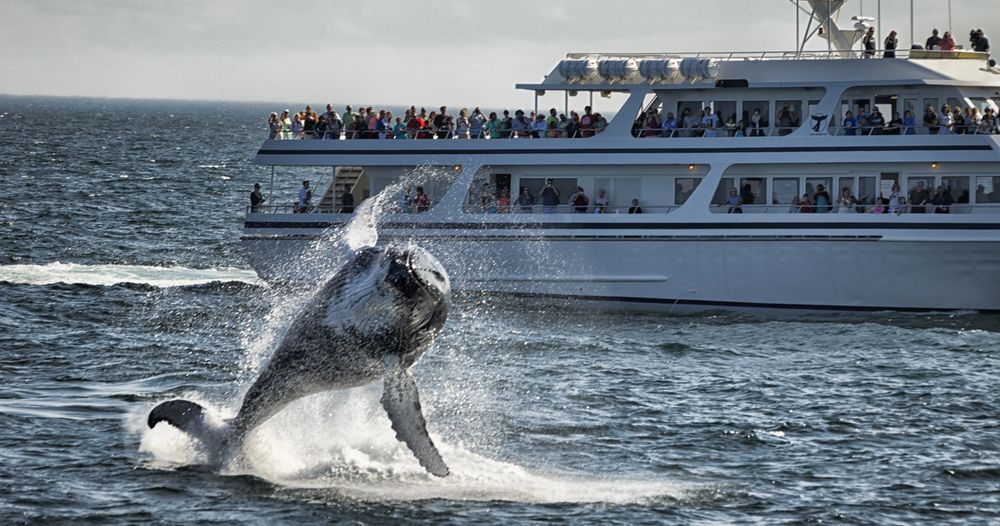 Whale jumping out of the water