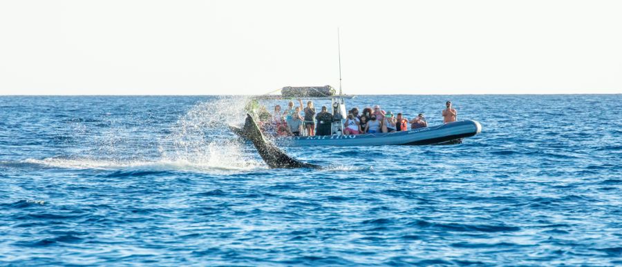Whale watching in Maui