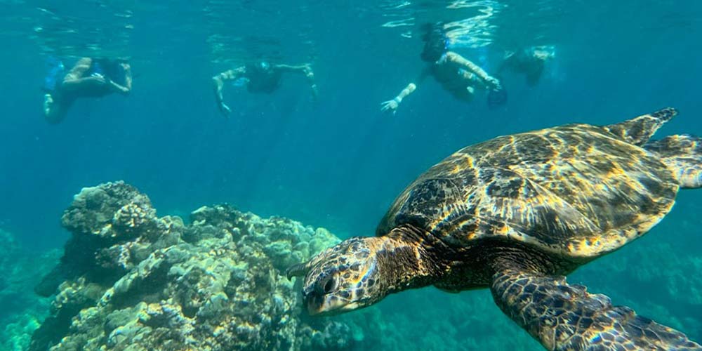 Lahaina Turtle Town Kayak & Snorkel