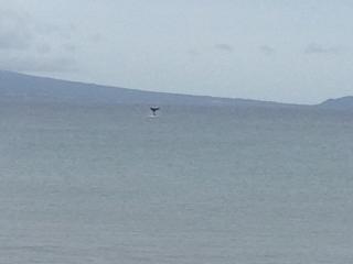 And... if you are here from mid November through mid May, you may well see this!  Here's a Humpback whale showing off her tail flip, as photographed by one of our guests from our lanai!  The Humpback babies are born here each year, and it's fun to watch them learning from their moms.