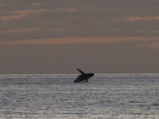 Breaching whale viewed on Kamaole II beach