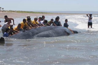 Paraiso del Mar C403 - saving a beached whale